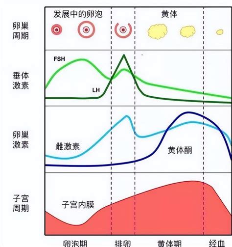 人類會發情嗎|發情期:簡介,接納異性,成熟,周期,多次發情周期,一年一胎,與成活率。